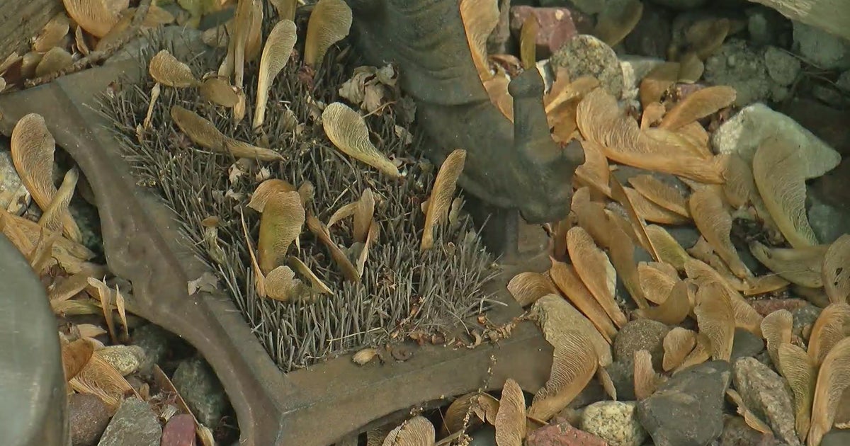 Why Are There So Many 'Helicopter Seeds' On the Ground This Season ...