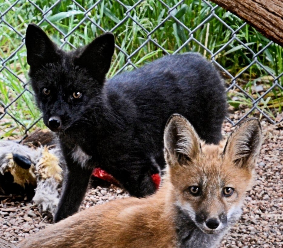 'Red Foxes Are Not Always Red' Black Fox Pup Caught Raiding Chicken