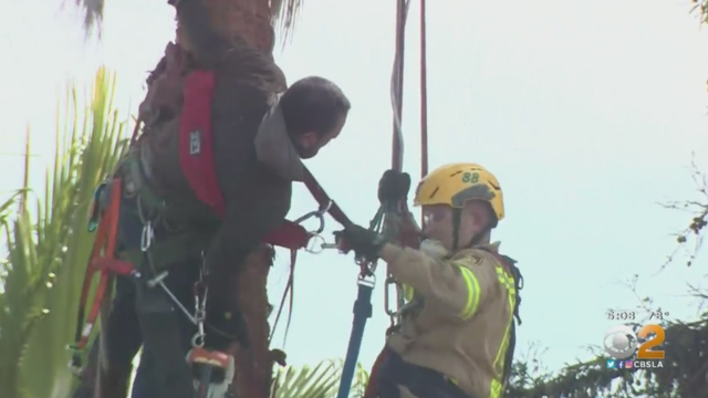 Tree-Trimmer-Rescued.png 