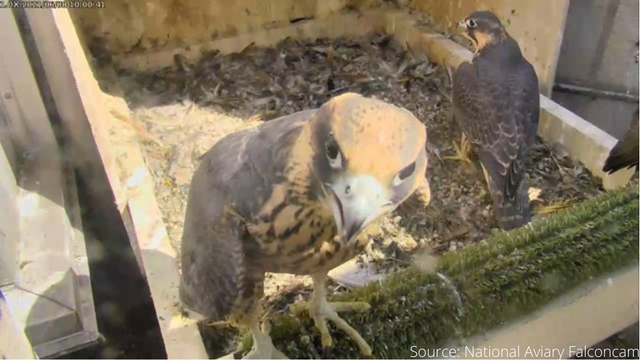 peregrine-falcons-cathedral.png 