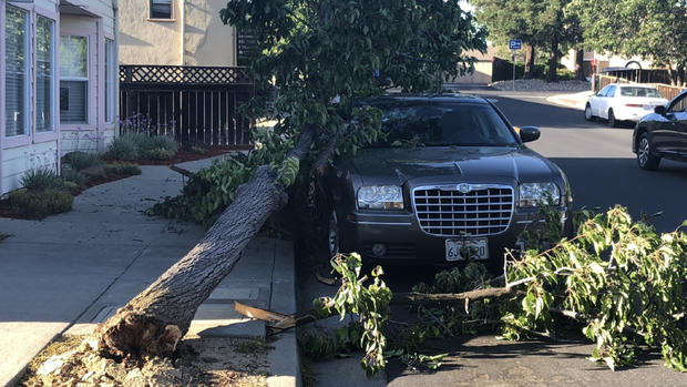 Fallen tree in Pleasanton 