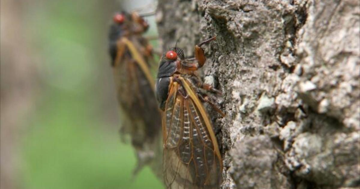 Cicada invasion takes over neighborhoods, as insects move into trees