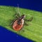 Beware Powassan virus &mdash; another virus spread by tick bites