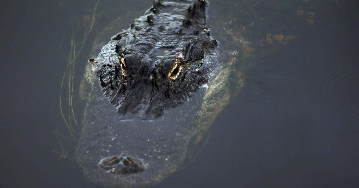 Video shows Florida crew finding alligator hiding in stormwater pipe