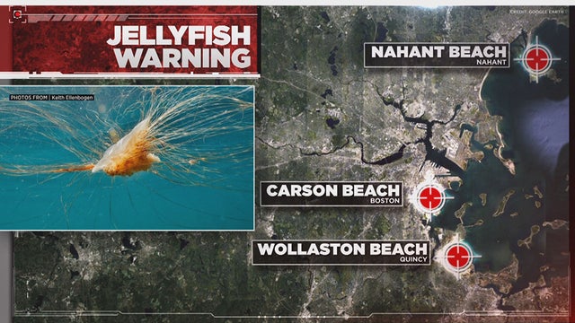 jellyfish-warning-map.jpg 