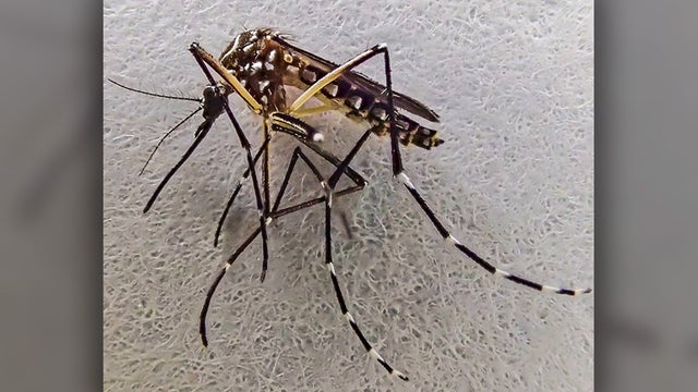 yellowfever-mosquito.jpg