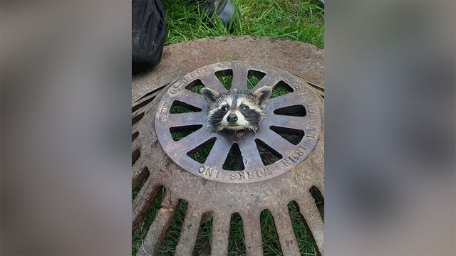Baby-raccoon-stuck-in-sewer.jpg 