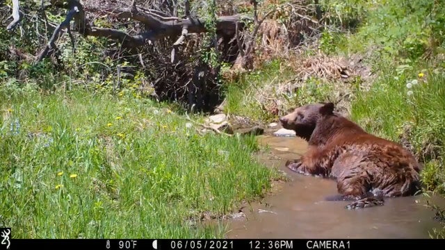 BEAR-CHILLS-IN-CREEK-VO.transfer_frame_335.jpeg 