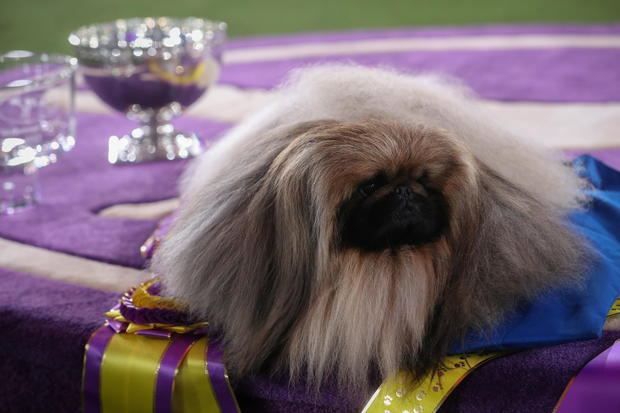 The 145th Westminster Kennel Club Dog Show at Lyndhurst Mansion in Tarrytown, New York 
