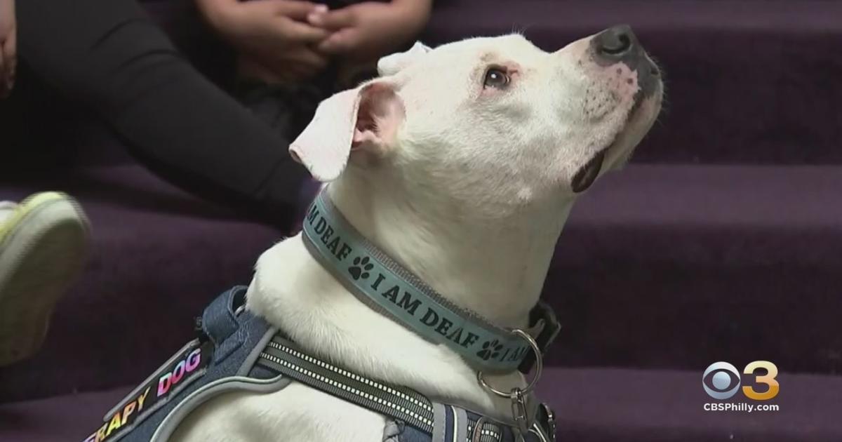 Superhero Therapy Dog 'Cole The Deaf Dog' Helping South Jersey Students ...