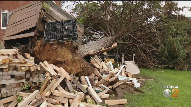 Liberty Borough Tree 