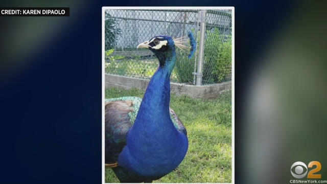 peacock.jpg 