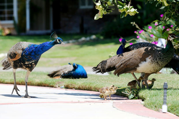 Colorful And Loud Peafowl Prove Controversial Addition To Some Los Angeles Neighborhoods 