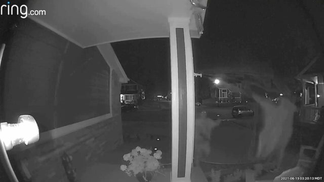 PRIDE FLAG SHREDDED 6PKG.transfer_frame_1014 