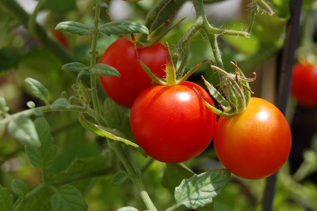 Ripe Cherry Tomatoes Close Up 