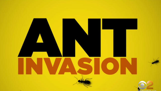 Ant-Invasion.jpg 