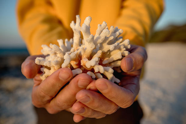 Dead coral found at lady Elliot island.In the quest to 