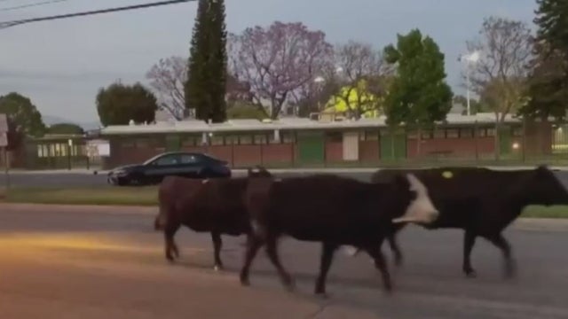 cows-run-wild.jpg 