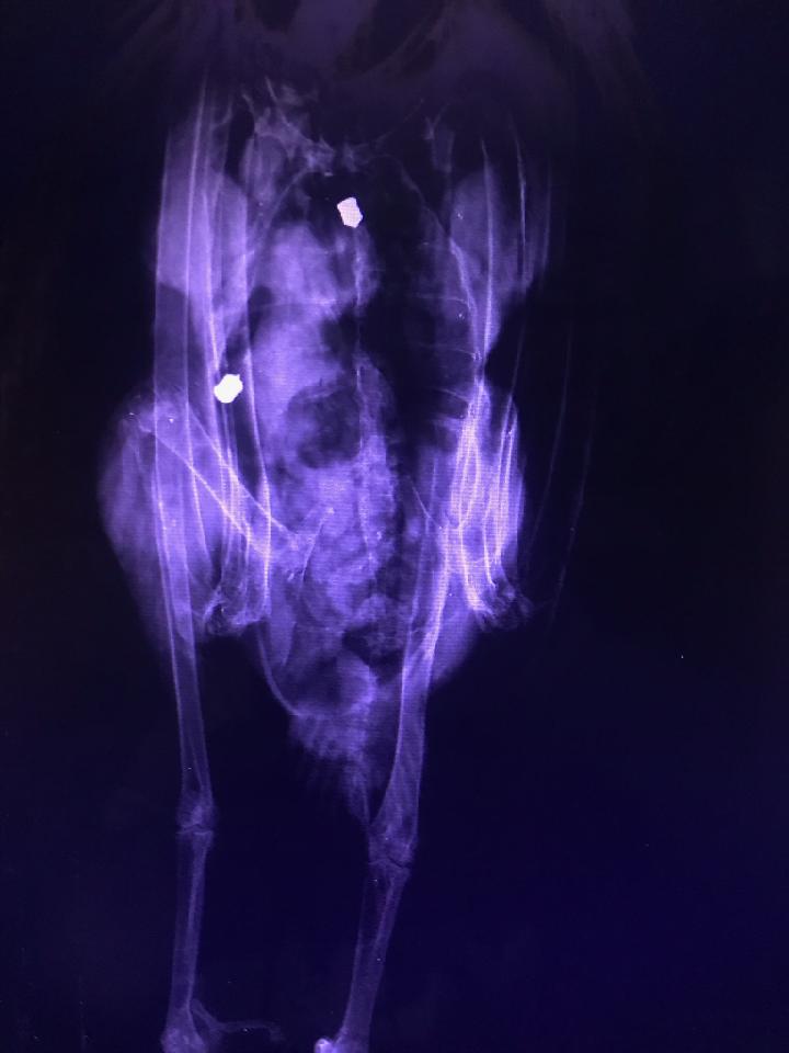 CPW Offers Reward For Information About Turkey Vultures Shot With