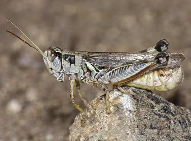 Western Drought-Voracious Grasshoppers 
