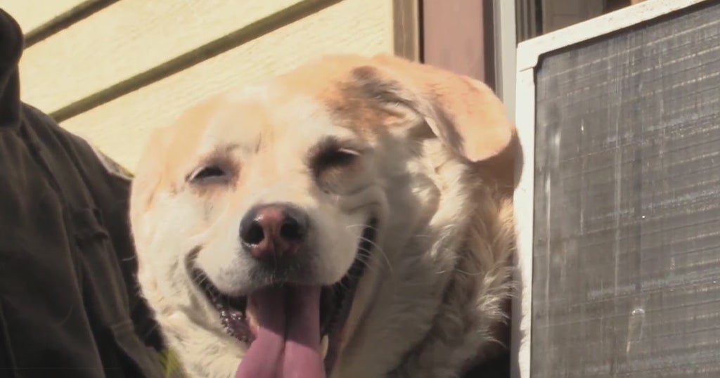 Firefighters Rescue Dog That Got Stuck In A Window In New Castle - CBS ...