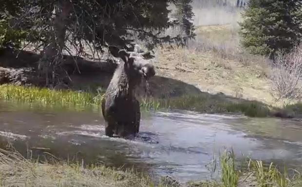moose splashes in creek 2 