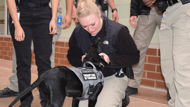 TAKE YOUR DOG TO WORK DAY 2 (@arapahoeso) 