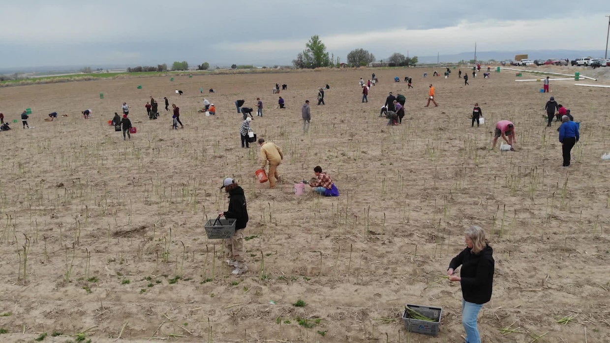 Down on the farm A shortage of agricultural labor CBS News