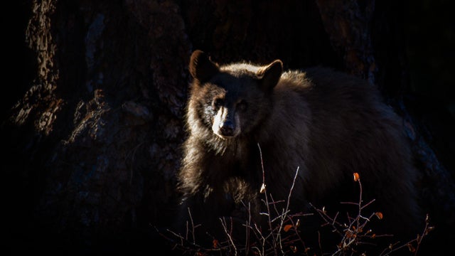 tahoe-bear-getty-images-creative.jpg 