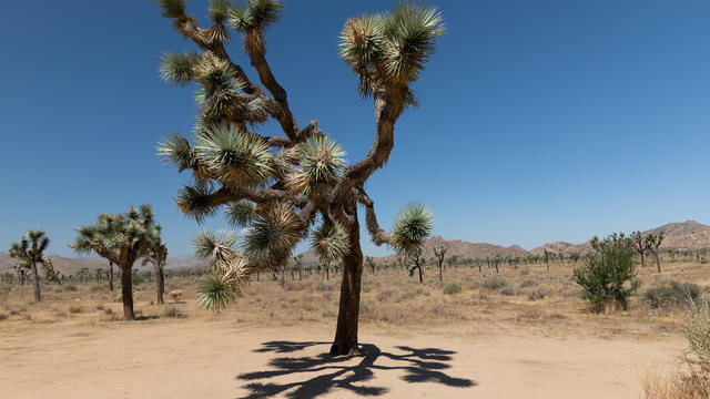 Joshua-trees.jpg 