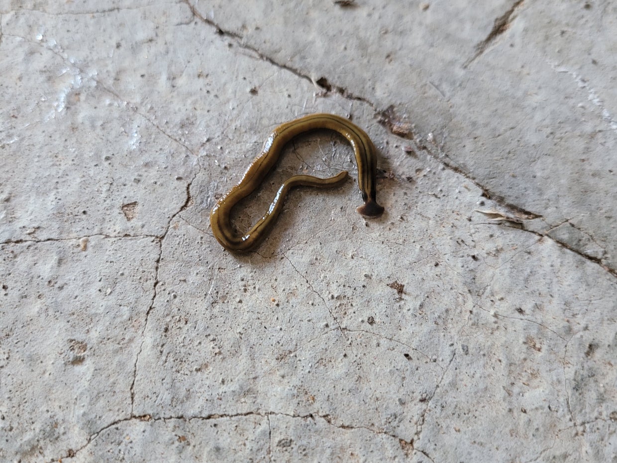 Viral Facebook Post Reveals Invasive Worm 'WellEstablished' In North