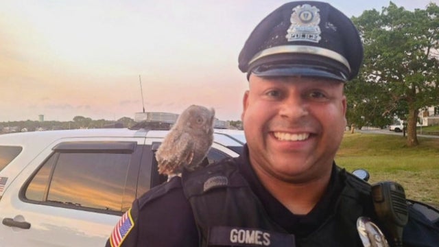 Owl-Officer-2.jpg 