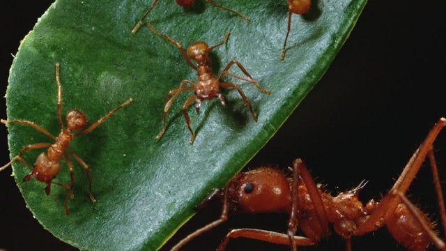 leaf-cutter-ants-mark-moffett-1280.jpg 