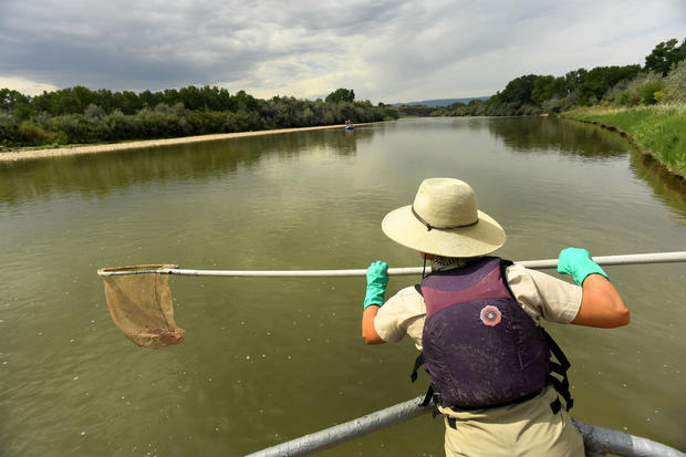 The U.S. Fish and Wildlife Service Colorado River Fish project (CRFP) is working hard to restore native fish populations in the Colorado River and other western rivers and lakes in Grand Junction, Colorado. 