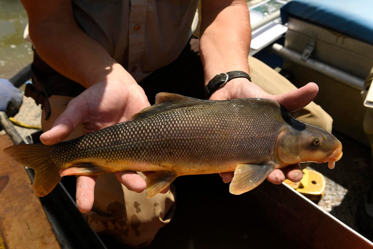 US Proposes Removing Colorado River Fish's Endangered Status - CBS Colorado