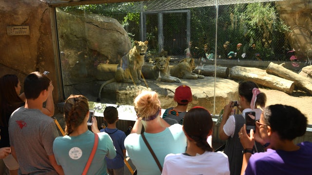 New lion cubs at zoo 