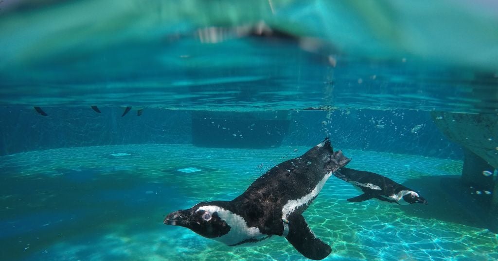 Seven African Penguin Deaths At Florida Aquarium CBS Miami