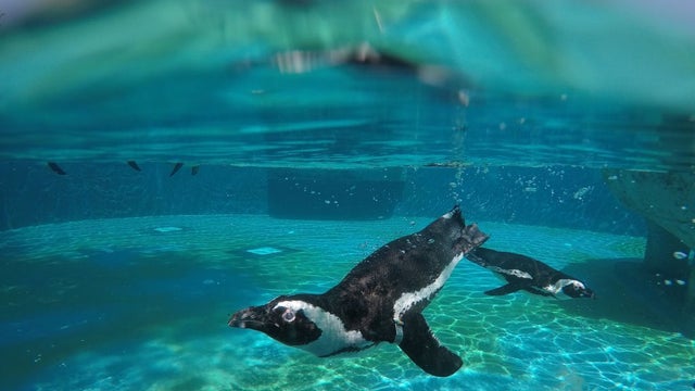 African-Penguin.jpg 