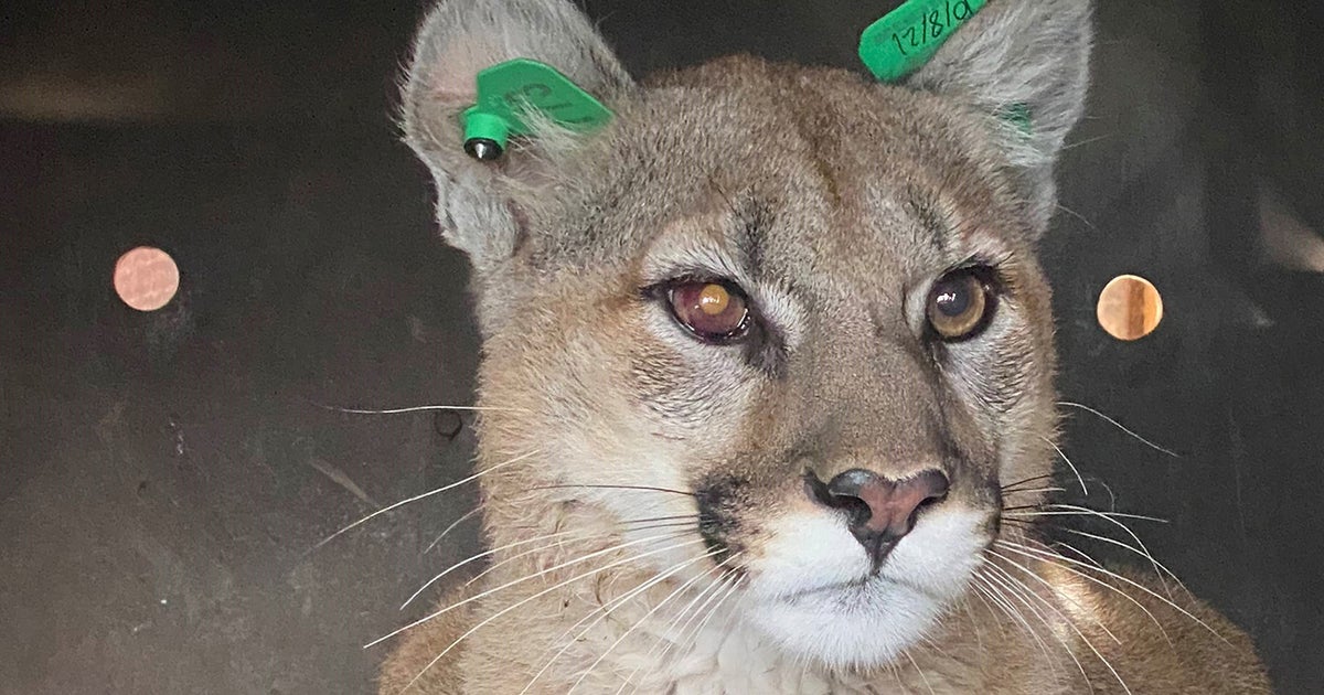 Mountain Lion Found Under Deck 'Deep In The Heart' Of Denver Area CBS