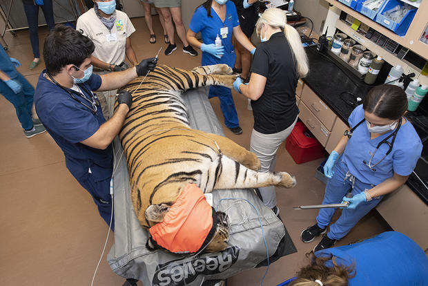 Berani Sumatran Tiger Zoo Miami Fertility Exam 