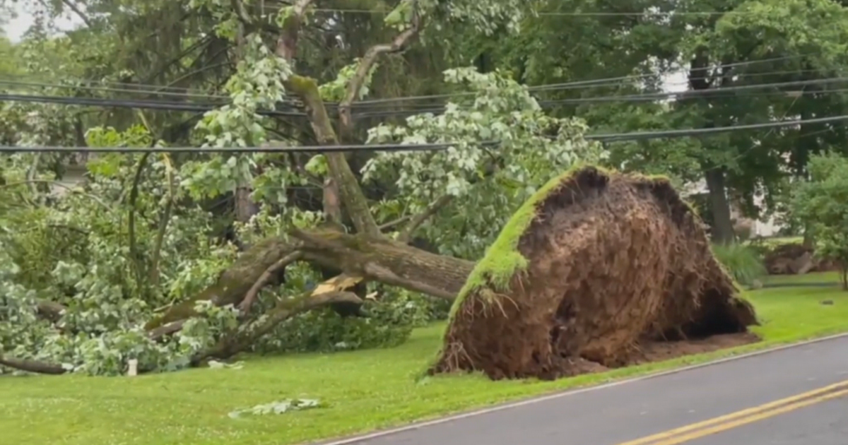 Fast-Moving Storm Topples Trees Onto Homes, Power Lines Downed In ...