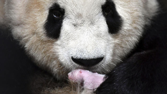 China Giant Panda 