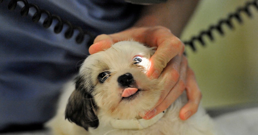 Emergency Vet Visits Up 40 At MSPCA Angell Following Pandemic Pet