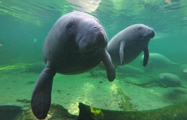 Manatees swimming in Florida 