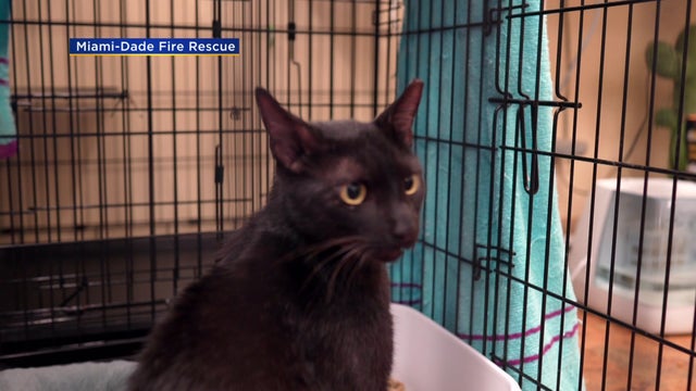 Binx-the-Cat-Reunited-with-Family-Surfside.jpg 
