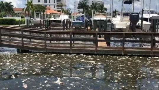 tgampa-bay-dead-fish-from-red-tide-071221.jpg 
