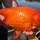 Goldfish destined for bears, otters, seal lions at Minnesota Zoo 