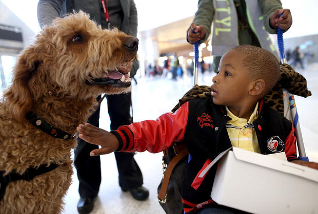 Therapy Dogs Soothe Harried Passengers At San Francisco Int'l Airport 