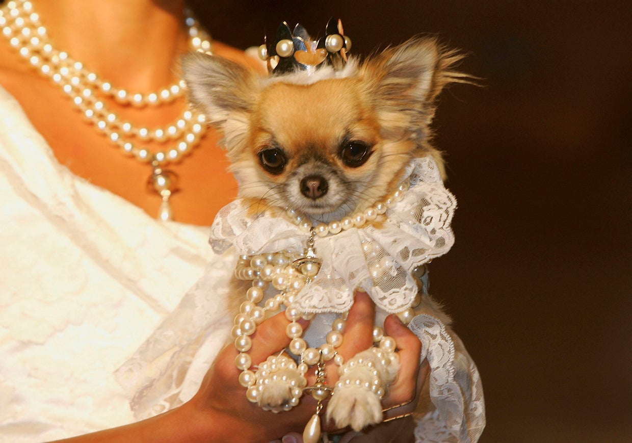 Pet-A-Porter - Fashion Show 