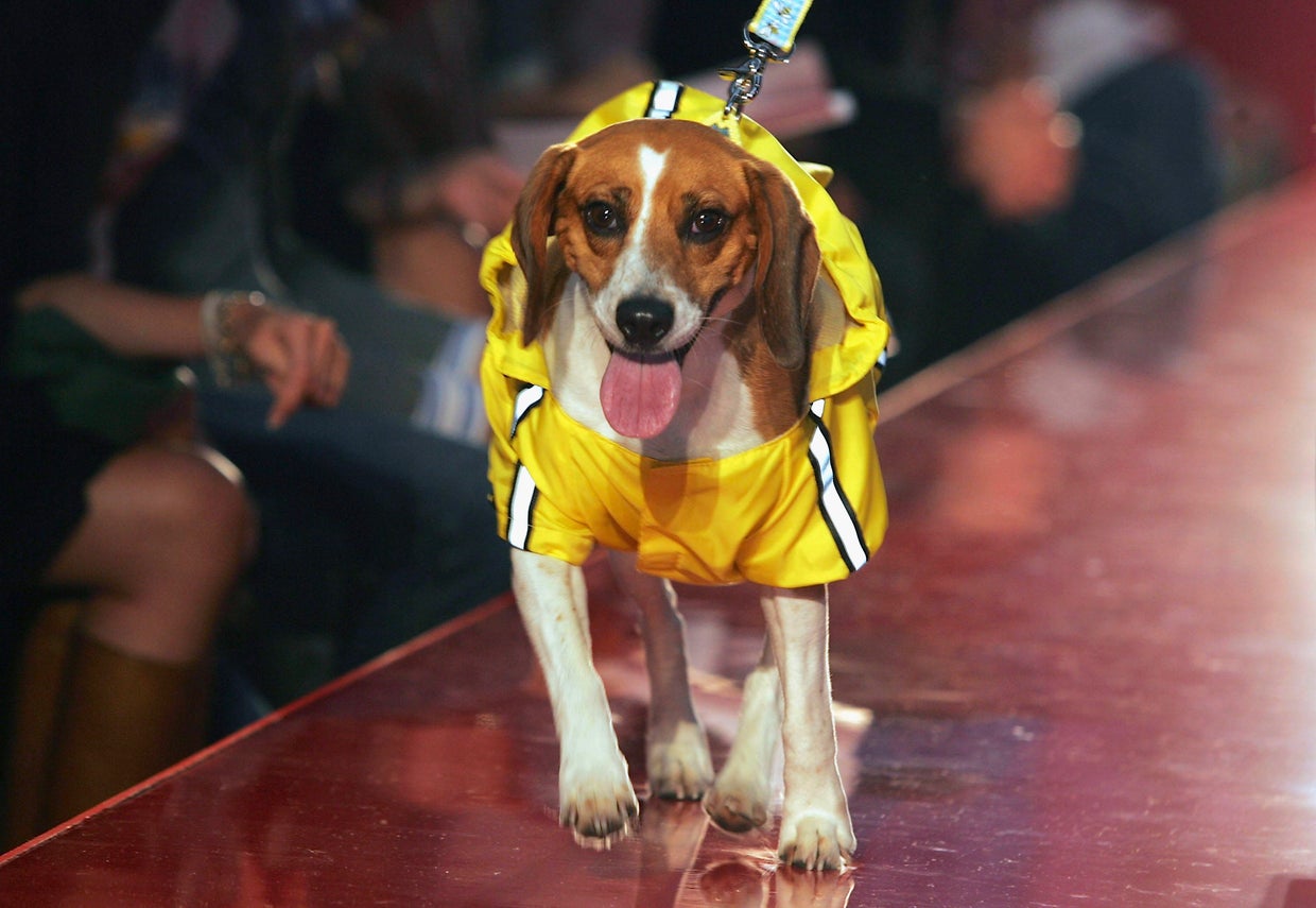 Pet-A-Porter - Fashion Show 